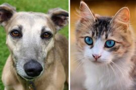 Are Greyhounds Good with Cats