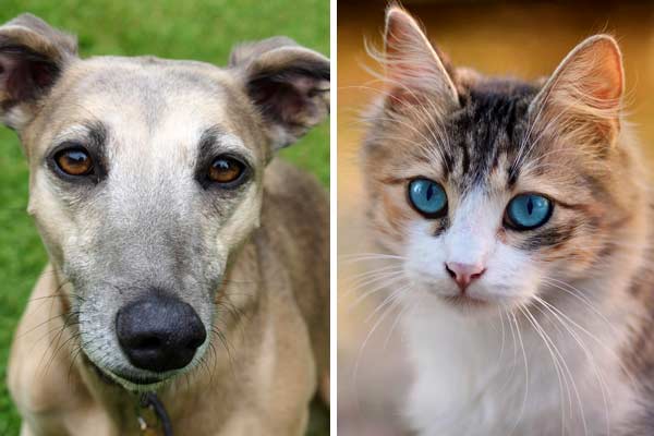 Are Greyhounds Good with Cats: Teaching a Very Old Dog New Tricks