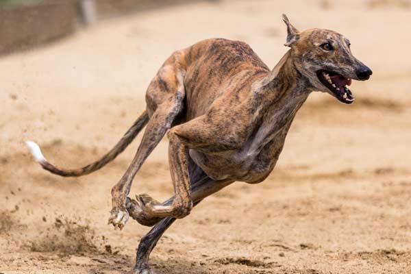 Why Are Greyhounds So Skinny? Speed Phenomenon and Health