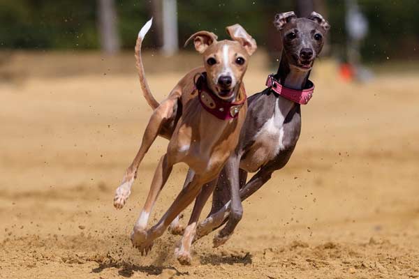 What Does a Muzzle Do for a Greyhound Anyway?