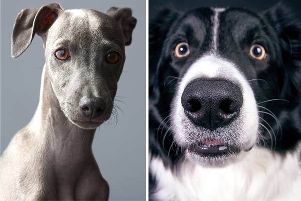 Border Collie Greyhound: Black & White Saluki?