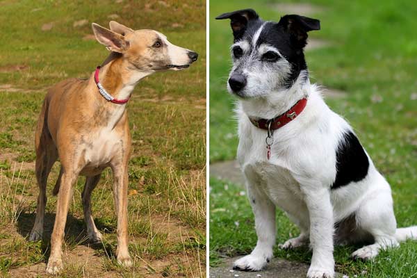 Jack Russell Terrier Italian Greyhound Mix: Terrier Hunter or Noble Companion?