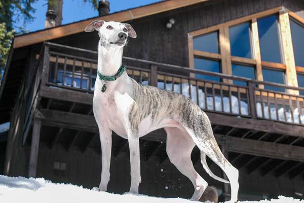 Are Greyhounds Good Guard Dogs? Find Out the Real Truth Behind These Gentle Canines