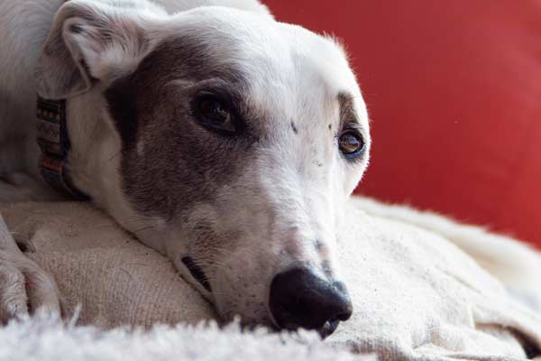 Are Greyhounds Good for First-Time Owners? What You Need to Know Before Adopting!”