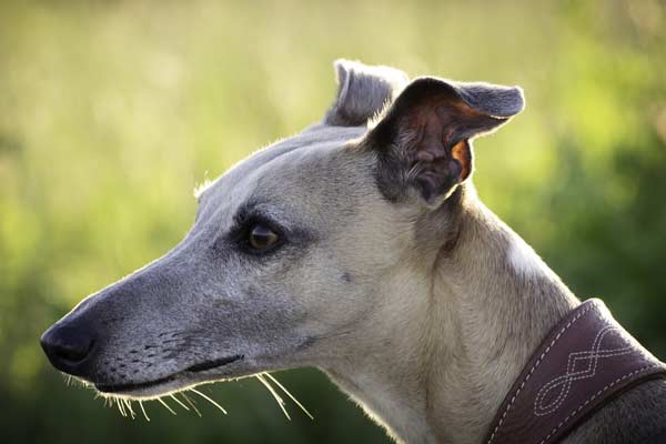 Are Greyhounds as Intelligent as We Think?