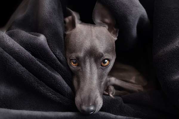 Do Greyhounds Shed? How to Stop it?
