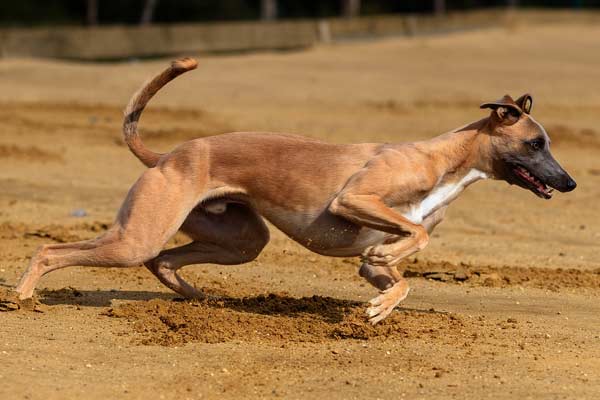 How Long Do Greyhounds Live? The Answer Might Shock You!