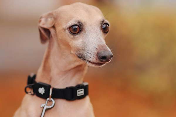 10 Incredible Italian Greyhound Facts