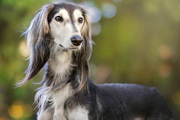 Incredible Saluki Dog Facts That Will Amaze You