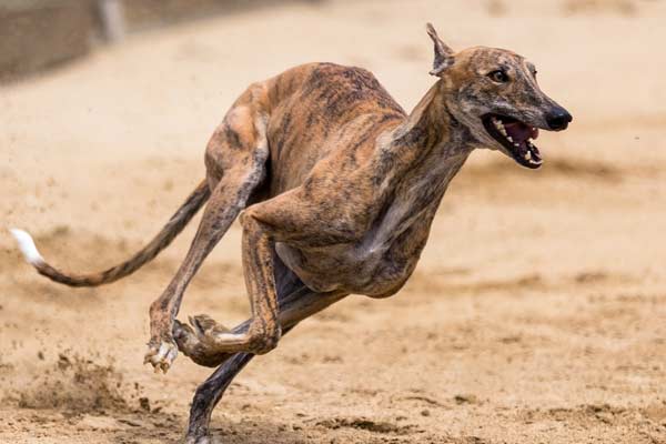 Rampur Greyhound