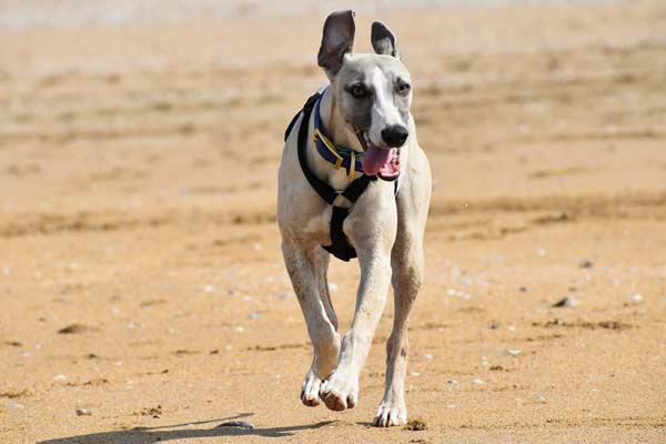 AMAZING Whippets Facts: Debunking Common Misconceptions!