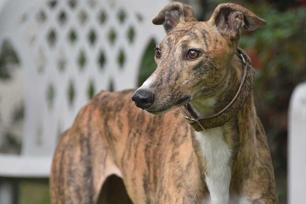Are Greyhounds Good Hunting Dogs? You Won’t Believe It!
