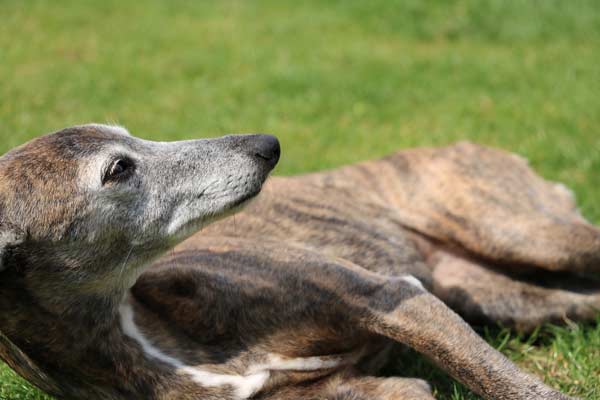 Are Whippets Easy to Train? Get the Truth and Decide for Yourself!