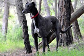 Can Greyhounds Be Off Leash