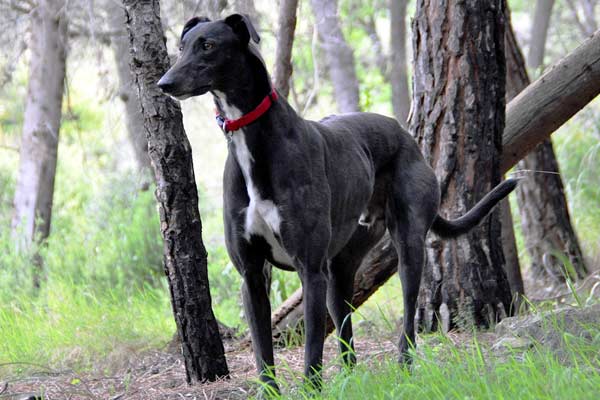 Can Greyhounds Be Off Leash? Get the Facts Now!”