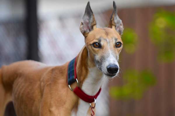 Can Greyhounds Climb Stairs? Discover Essential Tips & Tricks