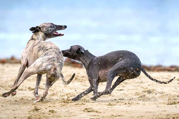 How Fast Greyhounds Run