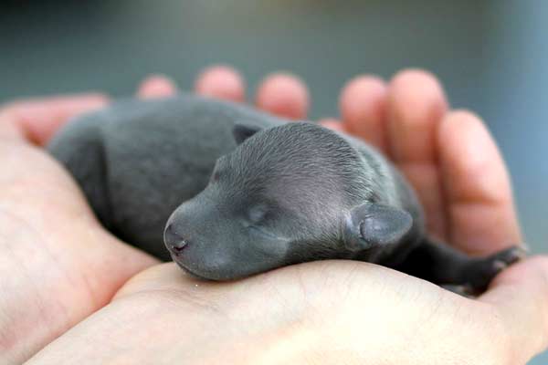 How Many Puppies Can Italian Greyhounds Have in a Litter