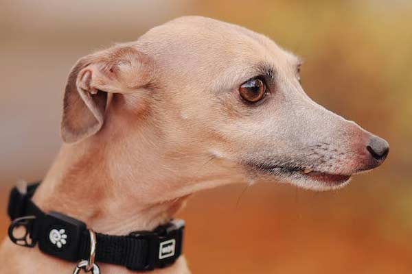 How Much Does an Italian Greyhound Cost