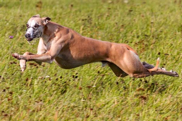 When to Spay or Neuter Your Whippet