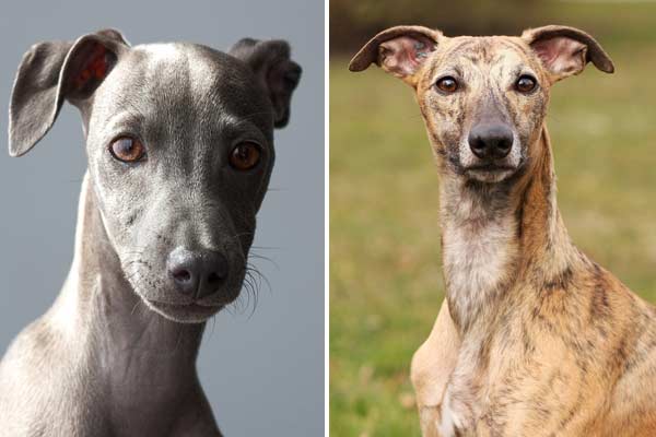 Whippet vs Italian Greyhound: Battle of the Sighthounds