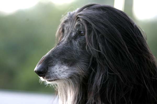 Incredible Afghan Hound Facts That Will Amazed you