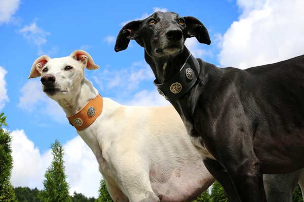 Are Greyhounds Easy to Train? Unlock the Surprising Secrets