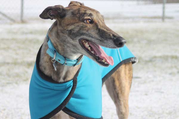 19 Things You Need to Know Before Owning A Greyhound