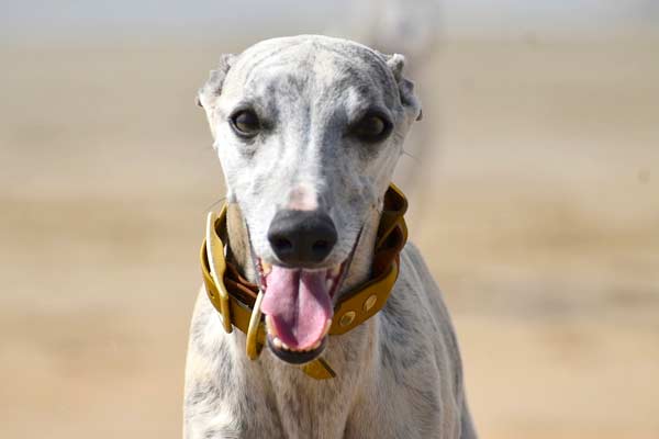 When Do Whippets Stop Growing? Redefining Your Dog’s Growth
