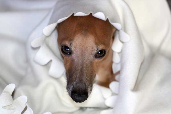 Are Italian Greyhounds Good Apartment Dogs? A Pawsitively Purrfect Choice