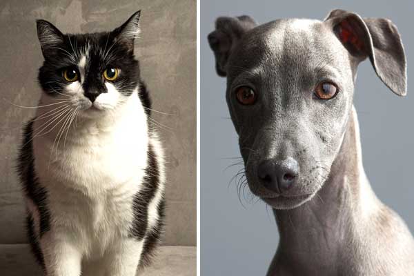 Are Italian Greyhounds Good with Cats? Feline Friendly