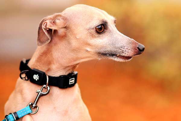 Are Italian Greyhounds Smart as They Look? Uncovering the Smart Side