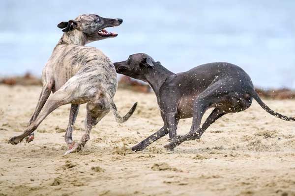 Are Whippets Aggressive? Unleashing the Truth