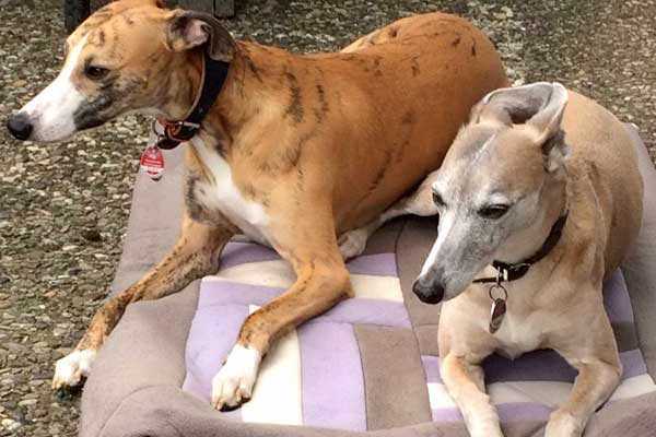 Are Whippets Good Apartment Dogs? Find Out Now!