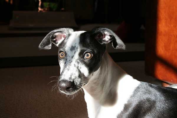 Are Whippets Good Dogs for First Time Owners? Here’s What You Need to Know!