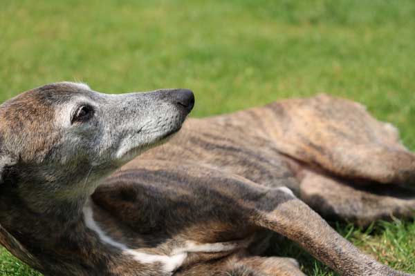 Are Whippets Good for Families