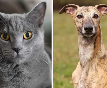 Are Whippets Good with Cats
