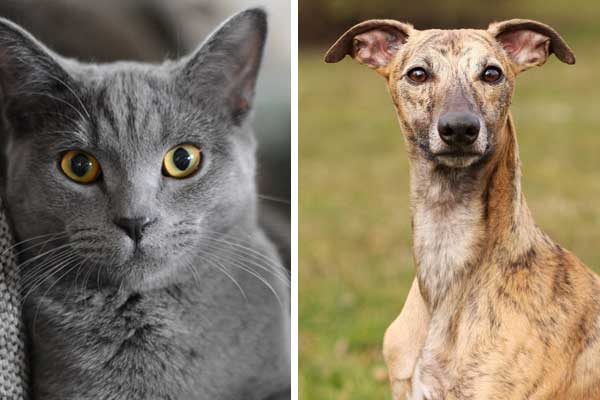 Are Whippets Good with Cats? The Purr-fect Answer Revealed!