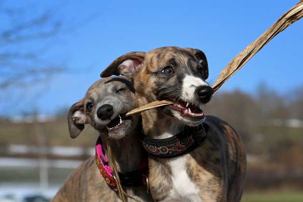 Are Whippets Lazy as They Seem? Uncovering the Real Nature of These Four-Legged Friends