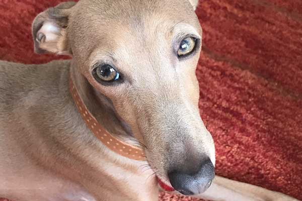 Do Italian Greyhounds Smell? The Nose Knows