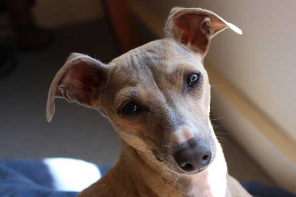 Do greyhounds make good apartment dogs? 