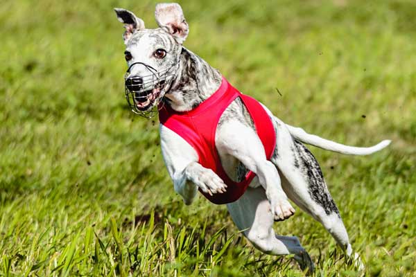 How Fast Can a Whippet Run? Running Like the Wind