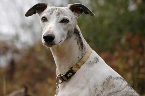 How High Can Whippets Jump? Uncovering the Incredible Abilities