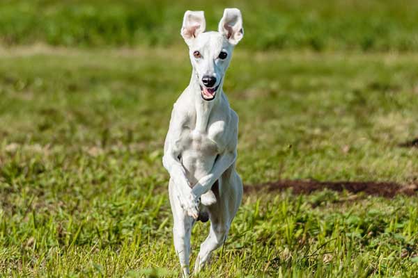 How Much Does a Whippet Cost? Priceless Pooch or Pocket Change