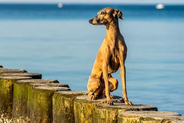 How Much Exercise Do Italian Greyhounds Need