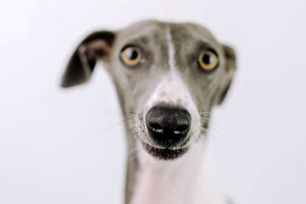 How long can Italian Greyhounds live