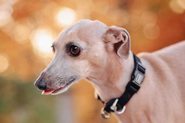 Italian Greyhound Lifespan: Living Long and Loving Life