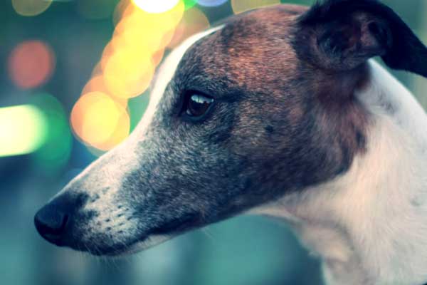 Medical Reasons Why Your Italian Greyhounds Might Smell Bad