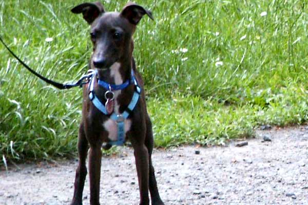 Tips for Exercise with Italian Greyhounds