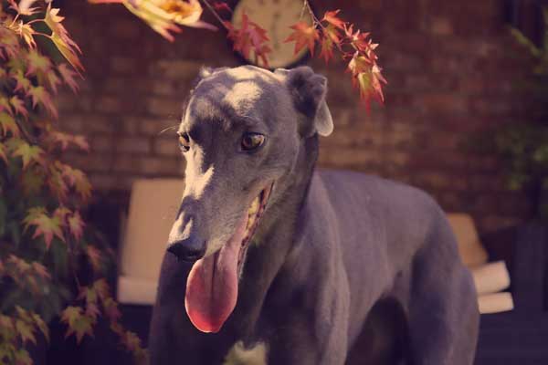 Do Greyhounds Fart a Lot? The Smelly Truth Revealed!
